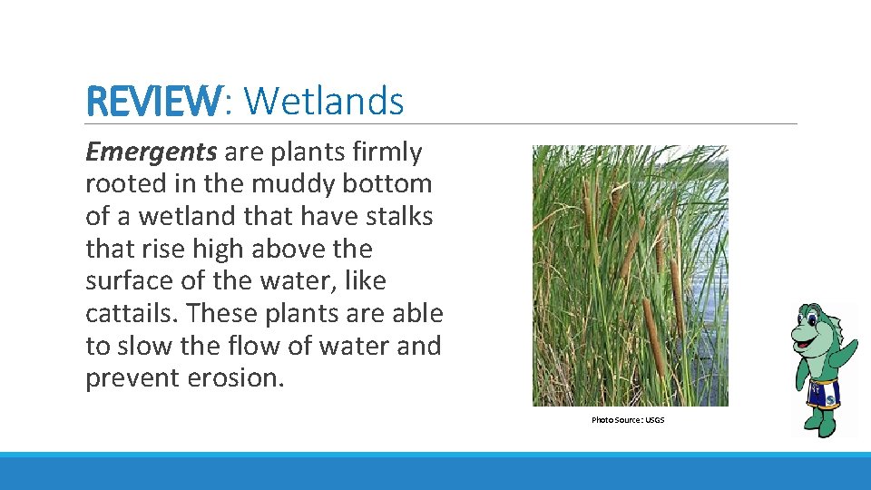 REVIEW: Wetlands Emergents are plants firmly rooted in the muddy bottom of a wetland REVIEW: Wetlands Emergents are plants firmly rooted in the muddy bottom of a wetland