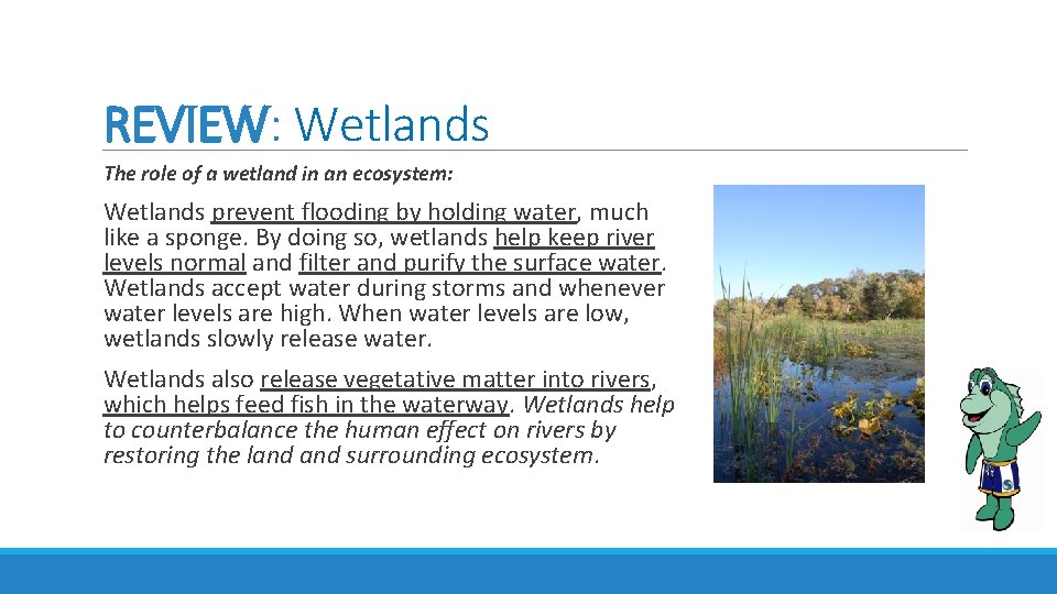 REVIEW: Wetlands The role of a wetland in an ecosystem: Wetlands prevent flooding by REVIEW: Wetlands The role of a wetland in an ecosystem: Wetlands prevent flooding by