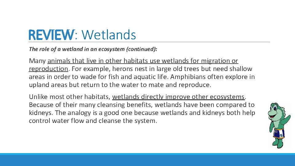 REVIEW: Wetlands The role of a wetland in an ecosystem (continued): Many animals that REVIEW: Wetlands The role of a wetland in an ecosystem (continued): Many animals that
