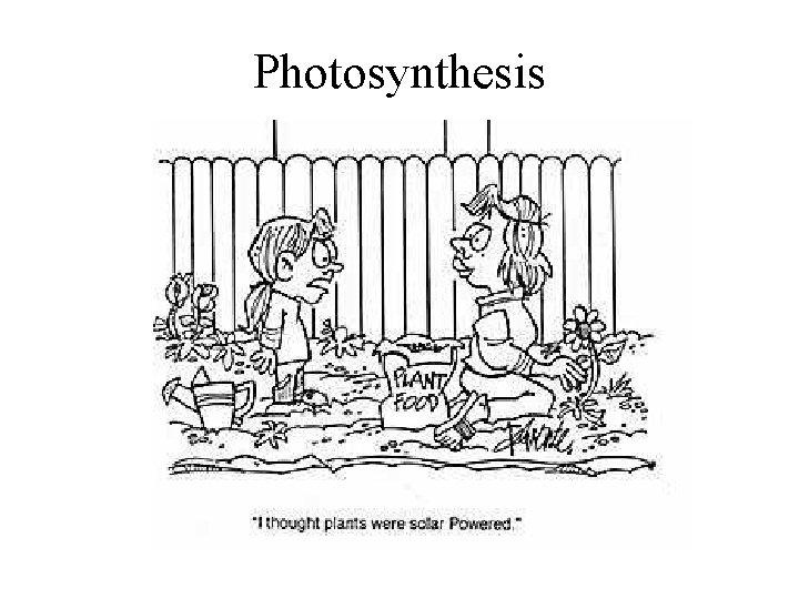 Photosynthesis 