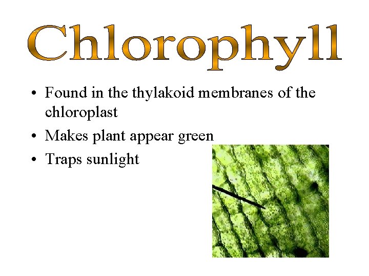  • Found in the thylakoid membranes of the chloroplast • Makes plant appear