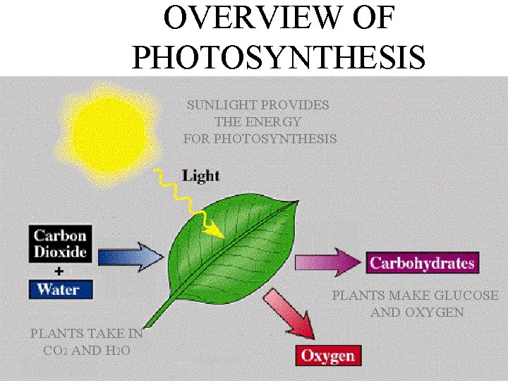 OVERVIEW OF PHOTOSYNTHESIS SUNLIGHT PROVIDES THE ENERGY FOR PHOTOSYNTHESIS PLANTS MAKE GLUCOSE AND OXYGEN