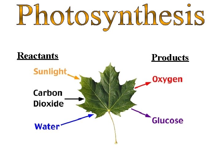 Reactants Products 