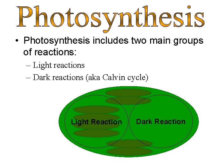  • Photosynthesis includes two main groups of reactions: – Light reactions – Dark