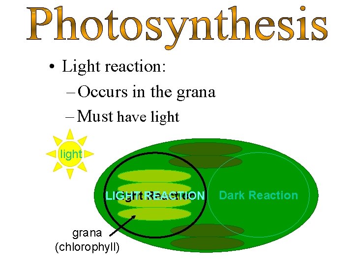  • Light reaction: – Occurs in the grana – Must have light LIGHT