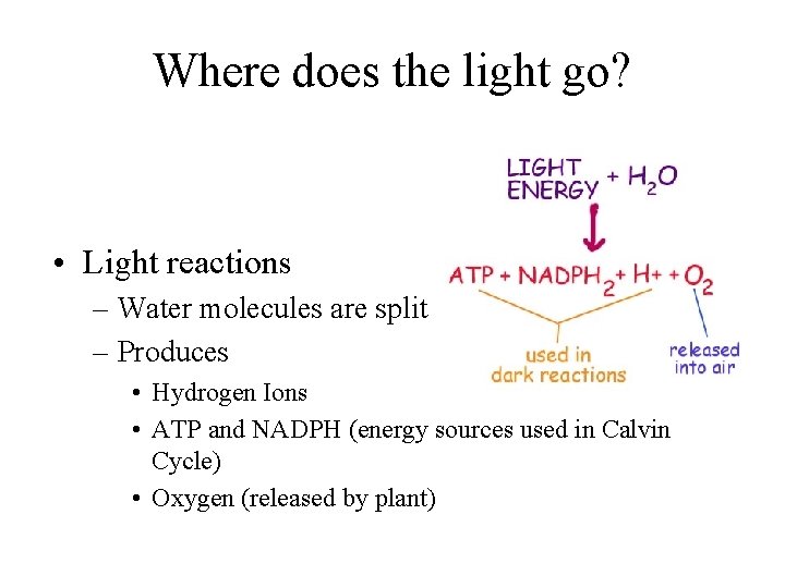 Where does the light go? • Light reactions – Water molecules are split –