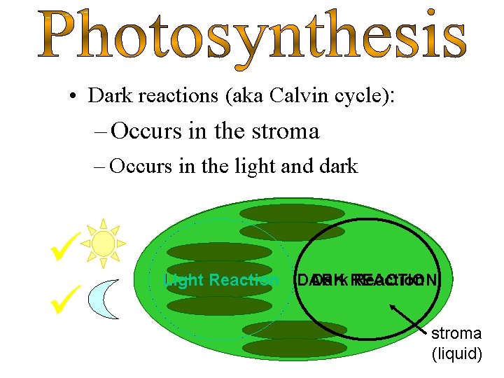  • Dark reactions (aka Calvin cycle): – Occurs in the stroma – Occurs