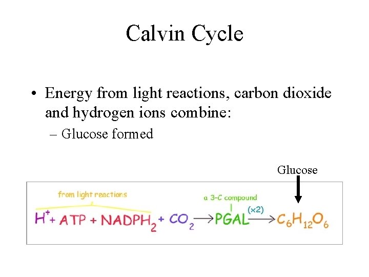 Calvin Cycle • Energy from light reactions, carbon dioxide and hydrogen ions combine: –