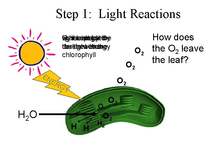Step 1: Light Reactions O 2 isiskept light water H energy released is split