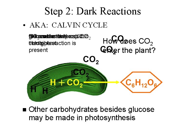 Step 2: Dark Reactions • AKA: CALVIN CYCLE glucose H CO the from enters