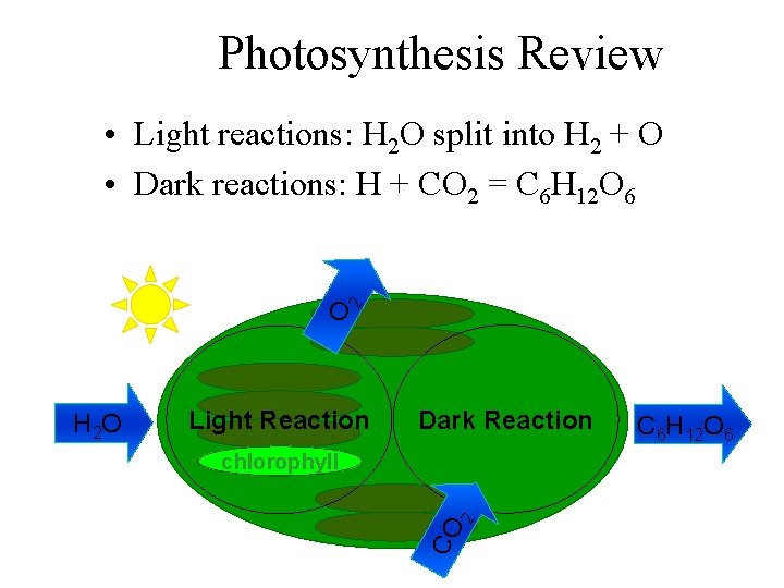 Photosynthesis Review O 2 • Light reactions: H 2 O split into H 2
