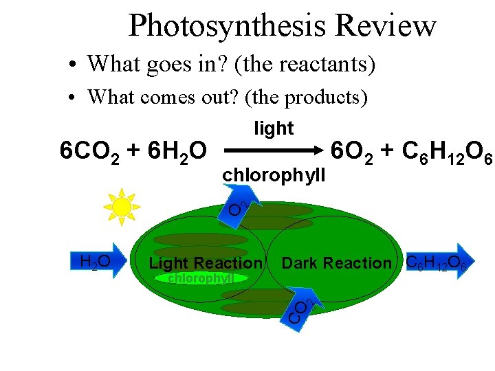 Photosynthesis Review • What goes in? (the reactants) • What comes out? (the products)