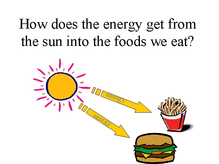 How does the energy get from the sun into the foods we eat? ener