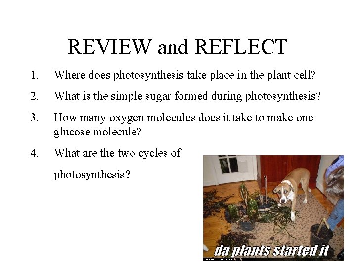 REVIEW and REFLECT 1. Where does photosynthesis take place in the plant cell? 2.