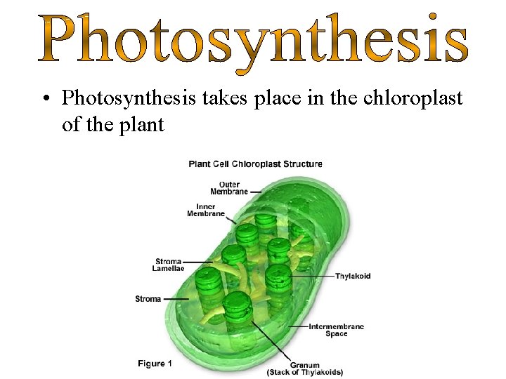  • Photosynthesis takes place in the chloroplast of the plant 