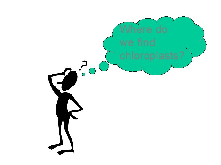 Where do we find chloroplasts? 