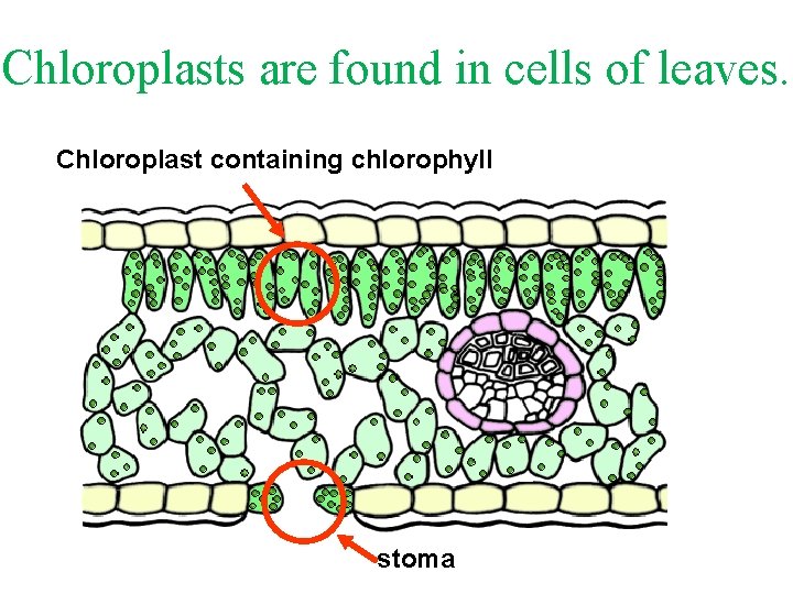Chloroplasts are found in cells of leaves. Chloroplast containing chlorophyll stoma 