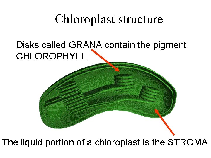 Chloroplast structure Disks called GRANA contain the pigment CHLOROPHYLL. The liquid portion of a