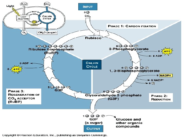 The Calvin Cycle Anabolic reaction builds sugar Requires