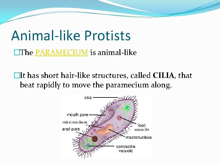 Animal-like Protists �The PARAMECIUM is animal-like �It has short hair-like structures, called CILIA, that