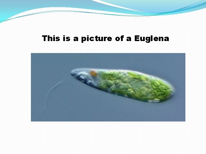 This is a picture of a Euglena 