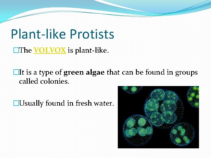 Plant-like Protists �The VOLVOX is plant-like. �It is a type of green algae that