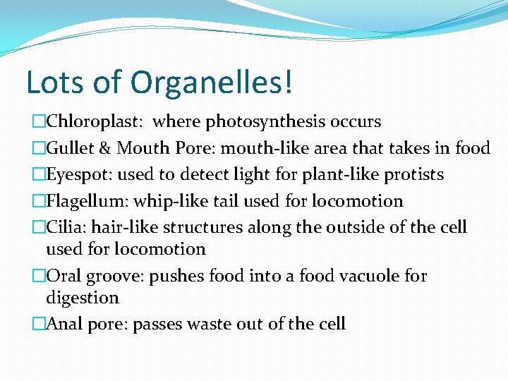 Lots of Organelles! �Chloroplast: where photosynthesis occurs �Gullet & Mouth Pore: mouth-like area that