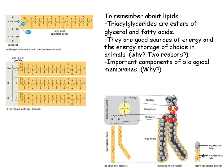 Nutrition and digestion 1 Nutrition Carbohydrates proteins and