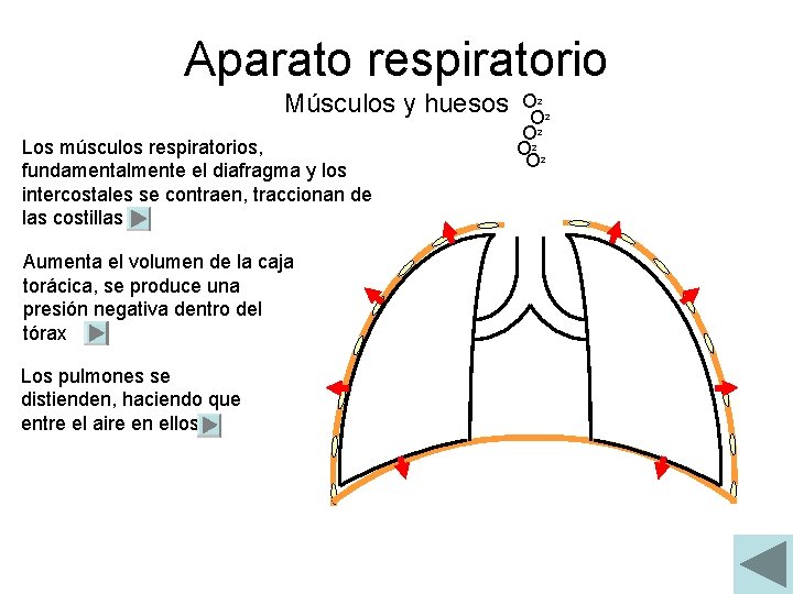 Aparato respiratorio Músculos y huesos Los músculos respiratorios, fundamentalmente el diafragma y los intercostales