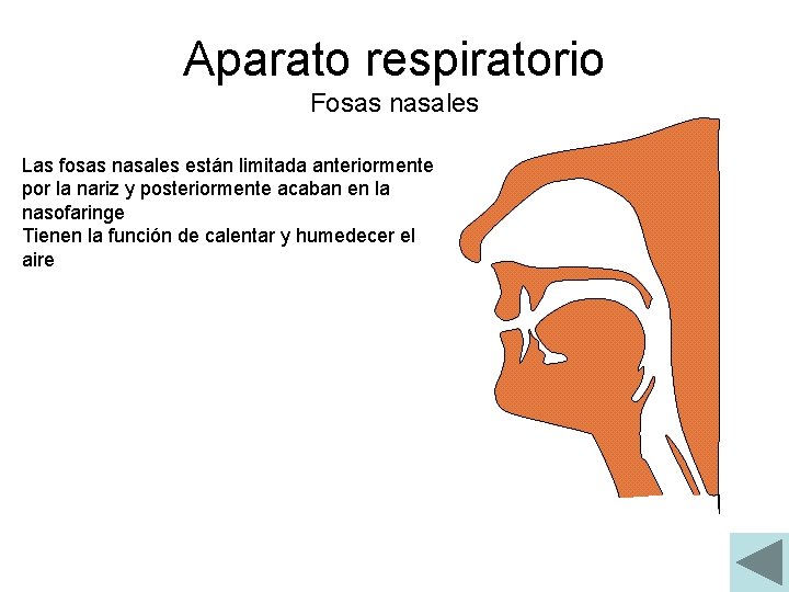 Aparato respiratorio Fosas nasales Las fosas nasales están limitada anteriormente por la nariz y