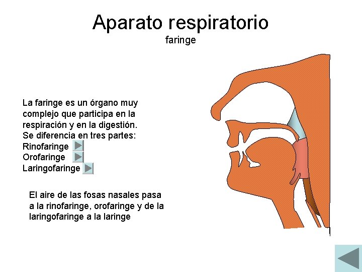 Aparato respiratorio faringe La faringe es un órgano muy complejo que participa en la
