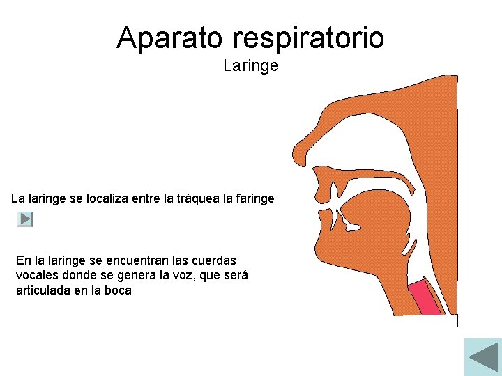 Aparato respiratorio Laringe La laringe se localiza entre la tráquea la faringe En la