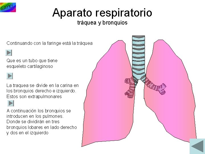 Aparato respiratorio tráquea y bronquios Continuando con la faringe está la tráquea Que es