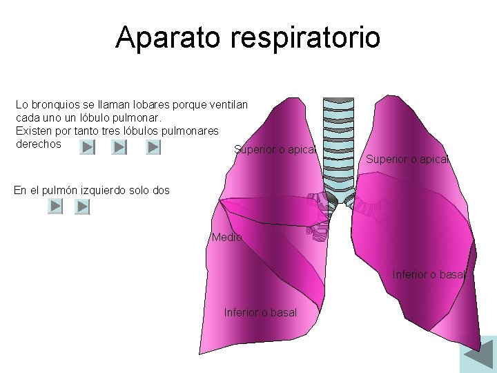 Aparato respiratorio Lo bronquios se llaman lobares porque ventilan cada uno un lóbulo pulmonar.