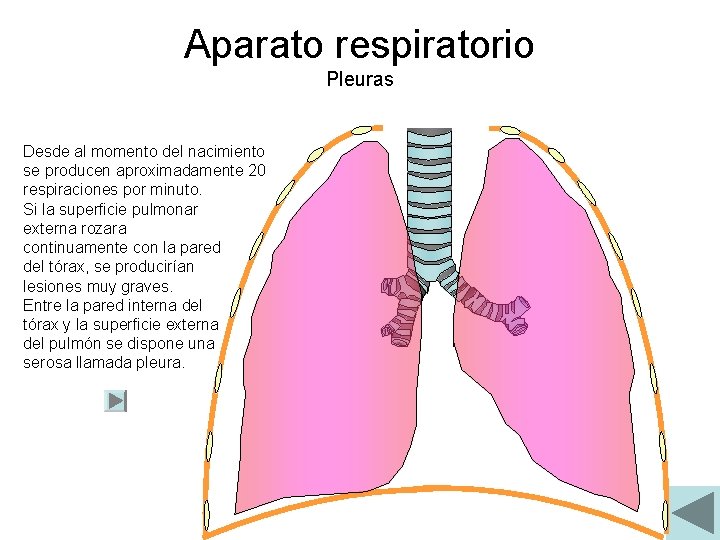 Aparato respiratorio Pleuras Desde al momento del nacimiento se producen aproximadamente 20 respiraciones por