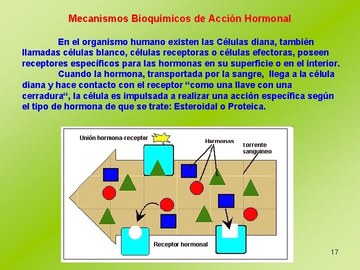 Mecanismos Bioquímicos de Acción Hormonal En el organismo humano existen las Células diana, también