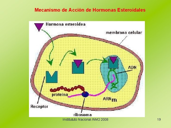 Mecanismo de Acción de Hormonas Esteroidales Institututo Nacional /NM 2 2008 19 