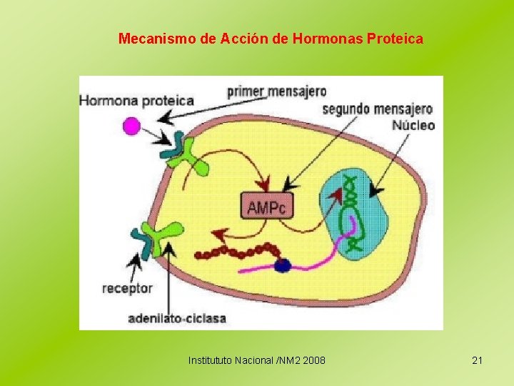 Mecanismo de Acción de Hormonas Proteica Institututo Nacional /NM 2 2008 21 