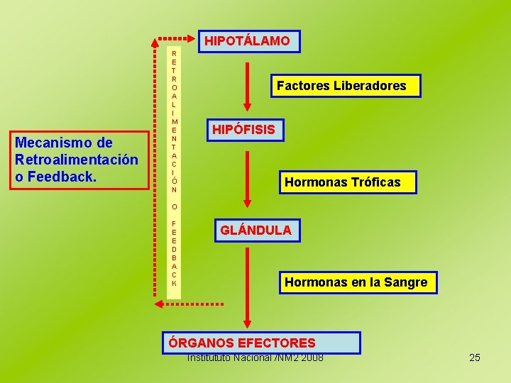 HIPOTÁLAMO Mecanismo de Retroalimentación o Feedback. R E T R O A L I