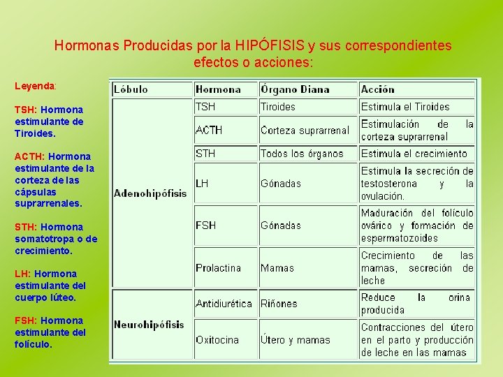 Hormonas Producidas por la HIPÓFISIS y sus correspondientes efectos o acciones: Leyenda: TSH: Hormona