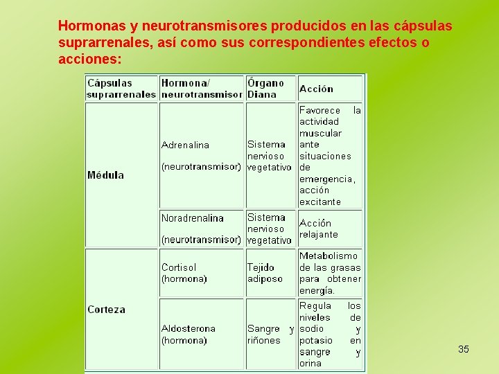 Hormonas y neurotransmisores producidos en las cápsulas suprarrenales, así como sus correspondientes efectos o