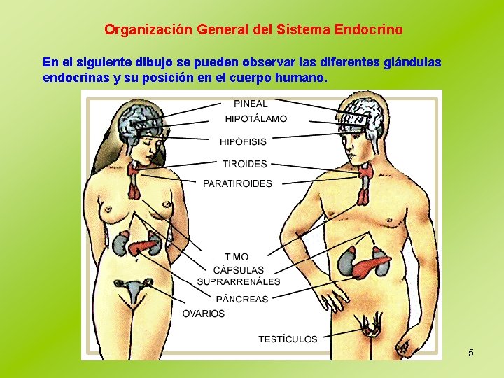 Organización General del Sistema Endocrino En el siguiente dibujo se pueden observar las diferentes