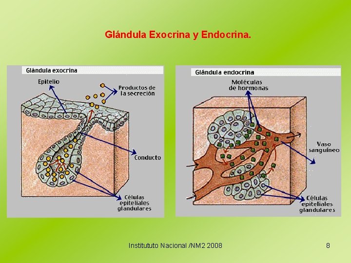 Glándula Exocrina y Endocrina. Institututo Nacional /NM 2 2008 8 