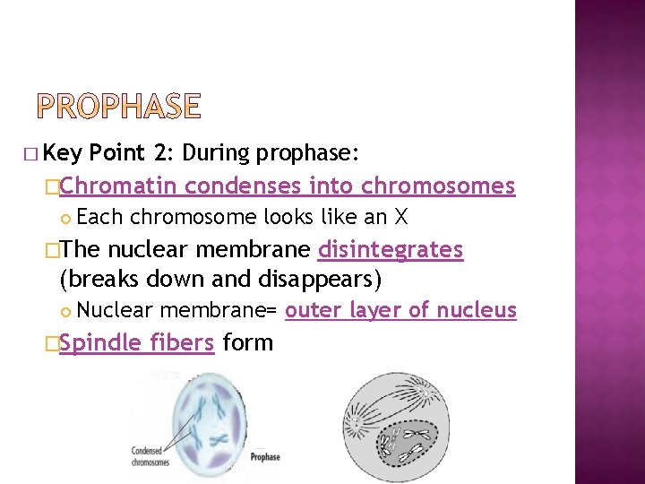 � Key Point 2: During prophase: �Chromatin condenses into chromosomes Each chromosome looks like