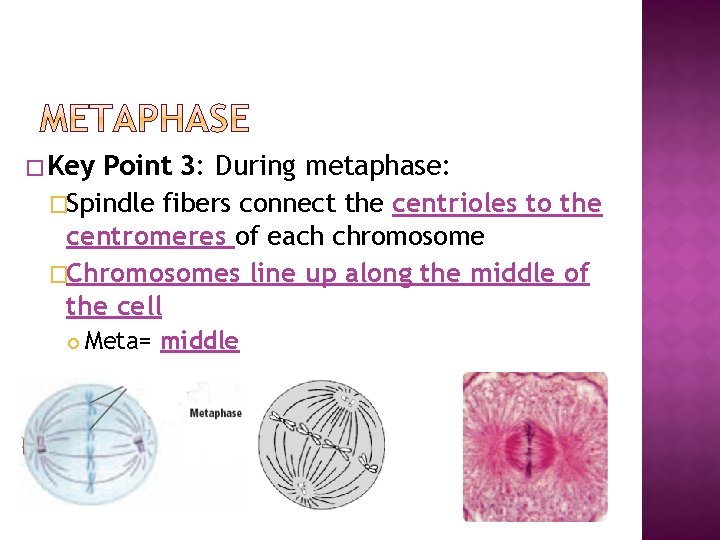 � Key Point 3: During metaphase: �Spindle fibers connect the centrioles to the centromeres