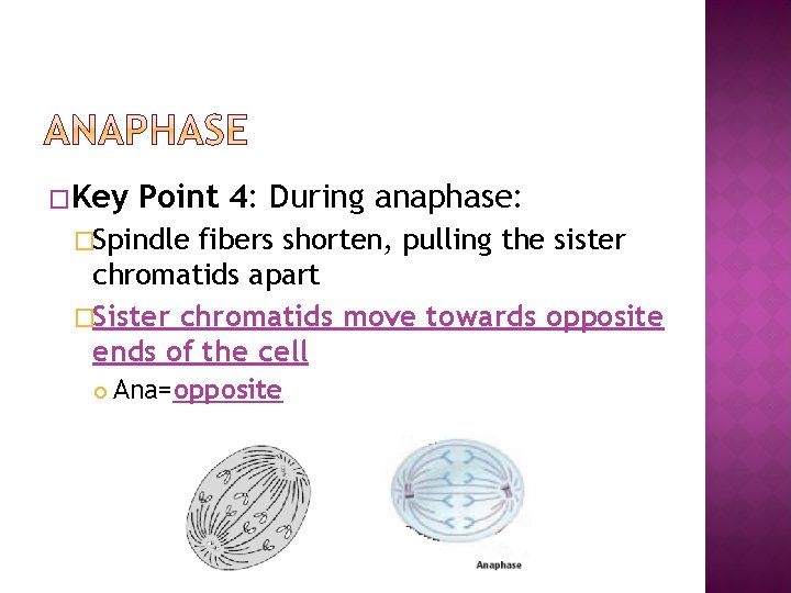 �Key Point 4: During anaphase: �Spindle fibers shorten, pulling the sister chromatids apart �Sister