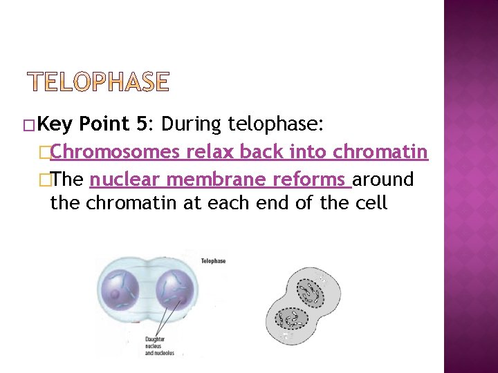 �Key Point 5: During telophase: �Chromosomes relax back into chromatin �The nuclear membrane reforms �Key Point 5: During telophase: �Chromosomes relax back into chromatin �The nuclear membrane reforms