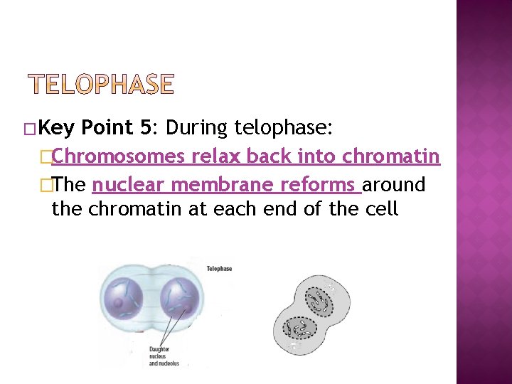 �Key Point 5: During telophase: �Chromosomes relax back into chromatin �The nuclear membrane reforms