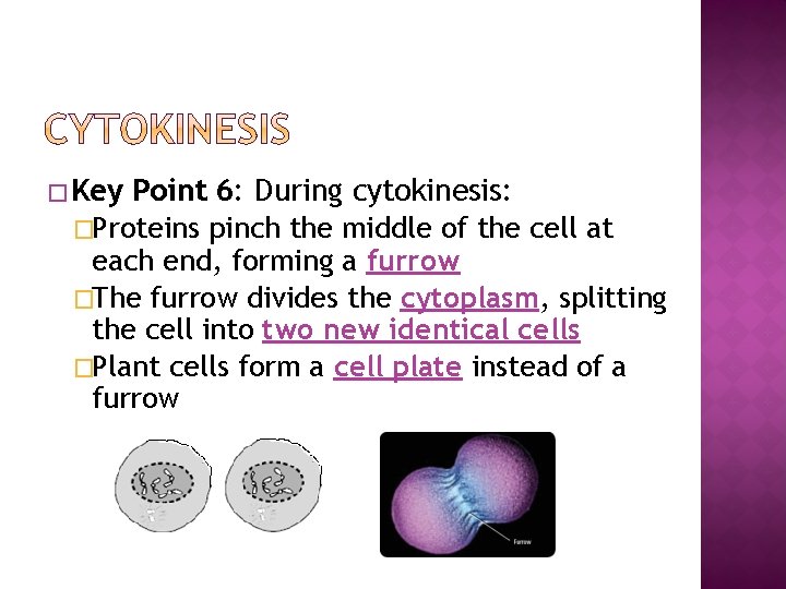 � Key Point 6: During cytokinesis: �Proteins pinch the middle of the cell at