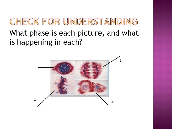 What phase is each picture, and what is happening in each? What phase is each picture, and what is happening in each?
